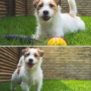 Bolyhos menyét - guruló, mozgó labda - lenyűgöző és szórakoztató játék macskáknak és kutyáknak (BBJ) - Image 8